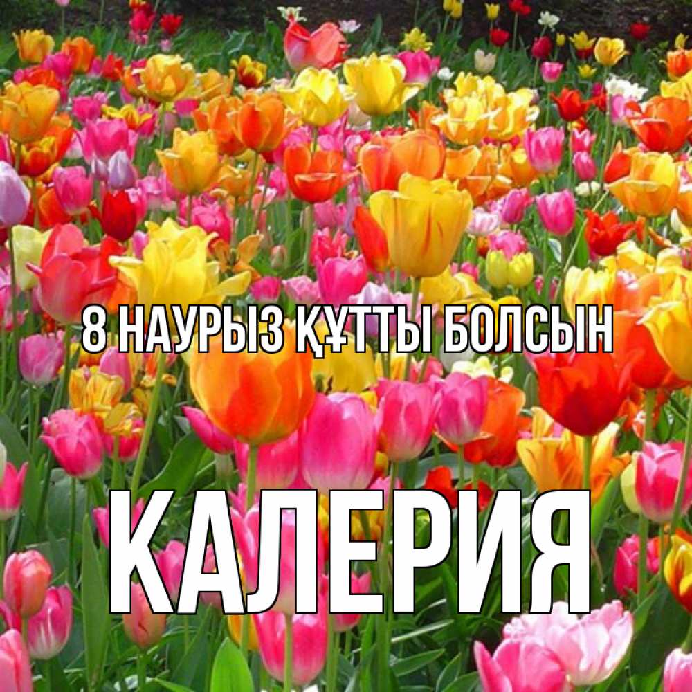 Күн сайын ашық хат с именем, Калерия 8 наурыз құтты болсын на международный женский день Онлайн тегін жүктеп алу тілектері бар керемет карта 