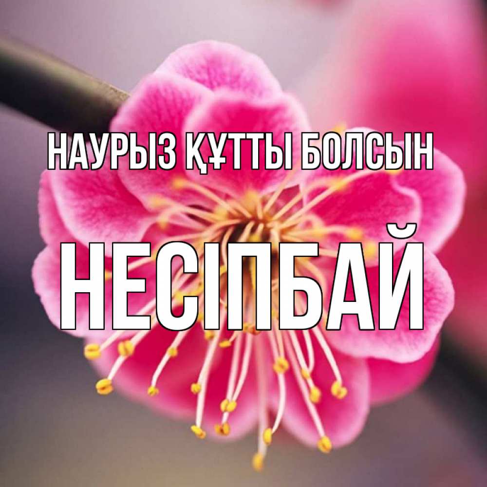 Күн сайын ашық хат с именем, НЕСІПБАЙ Наурыз құтты болсын цветы Онлайн тегін жүктеп алу тілектері бар керемет карта 