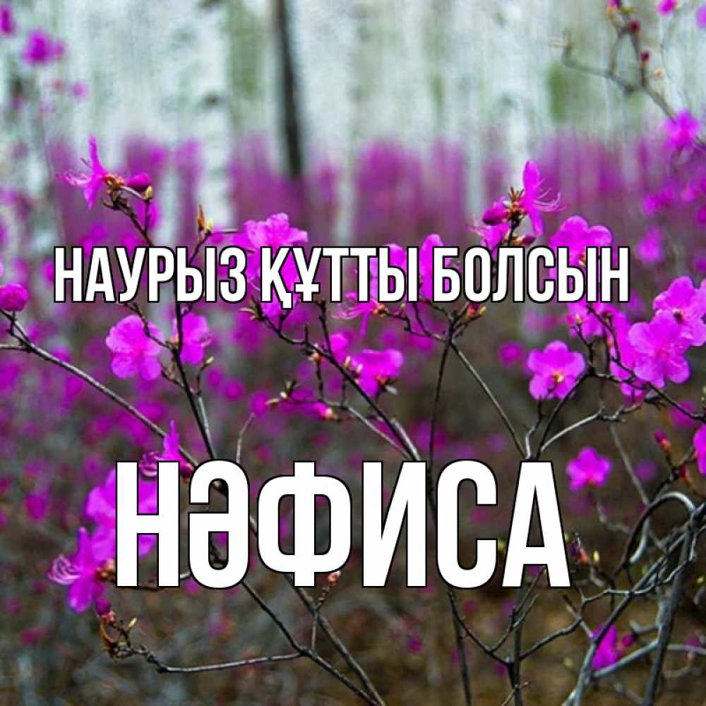 Күн сайын ашық хат с именем, НӘФИСА Наурыз құтты болсын дикие цветы Онлайн тегін жүктеп алу тілектері бар керемет карта 