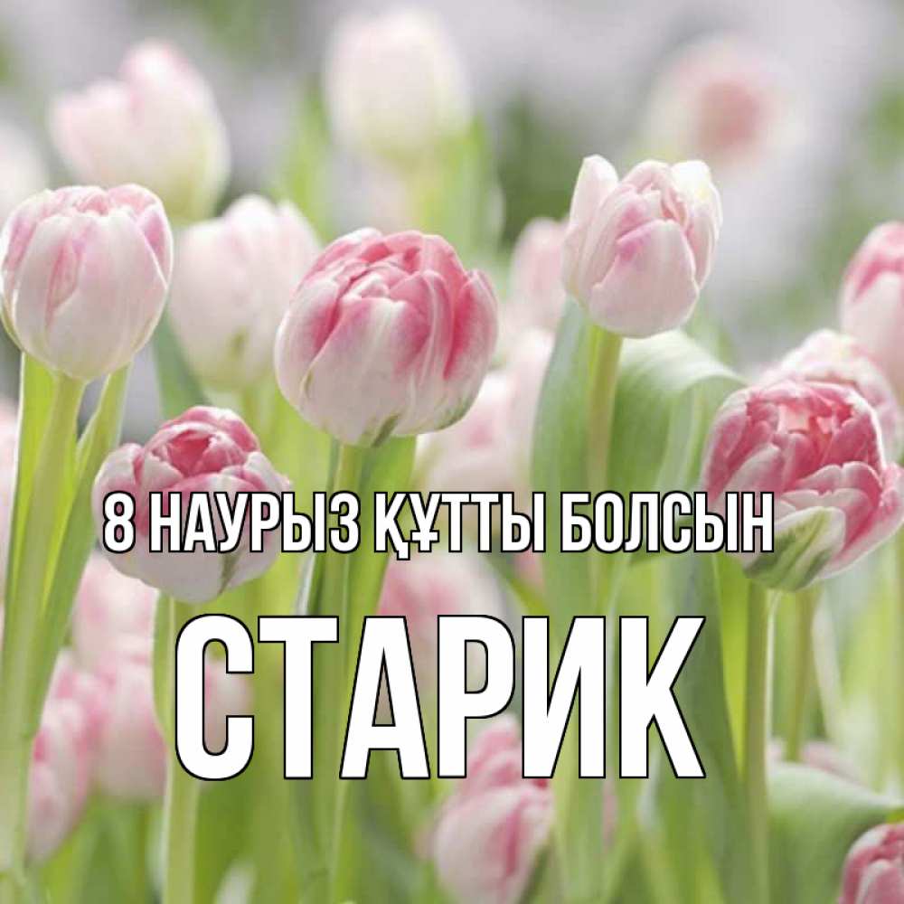 Күн сайын ашық хат с именем, Старик 8 наурыз құтты болсын цветы Онлайн тегін жүктеп алу тілектері бар керемет карта 