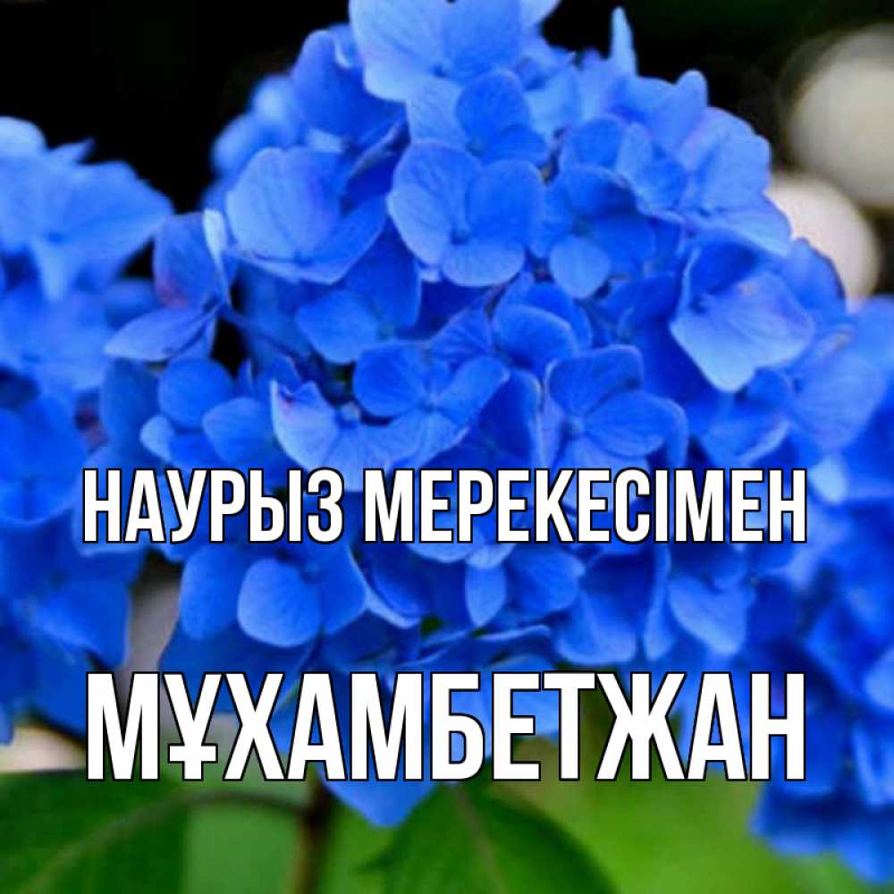 Күн сайын ашық хат с именем, МҰХАМБЕТЖАН Наурыз мерекесімен синие цветы Онлайн тегін жүктеп алу тілектері бар керемет карта 
