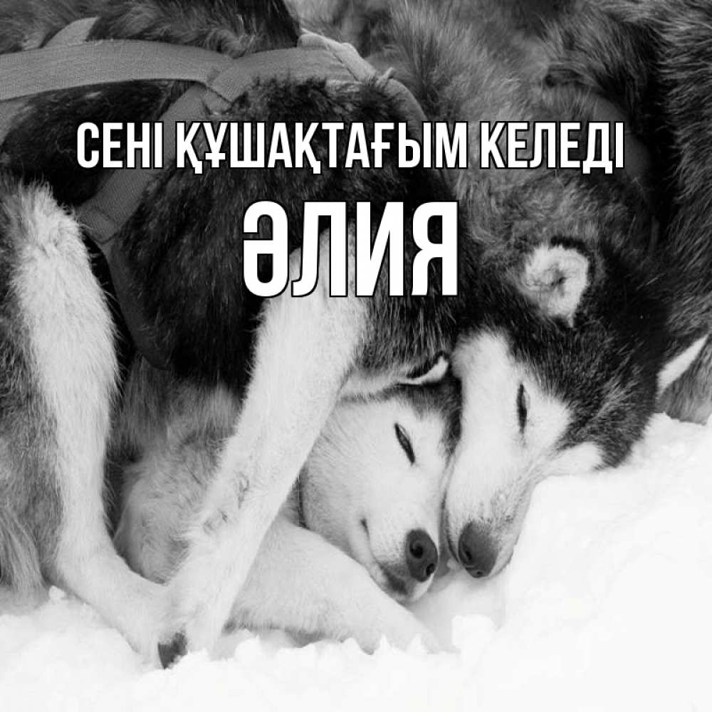 Күн сайын ашық хат с именем, ӘЛИЯ сені құшақтағым келеді собачки в упряжке Онлайн тегін жүктеп алу тілектері бар керемет карта 