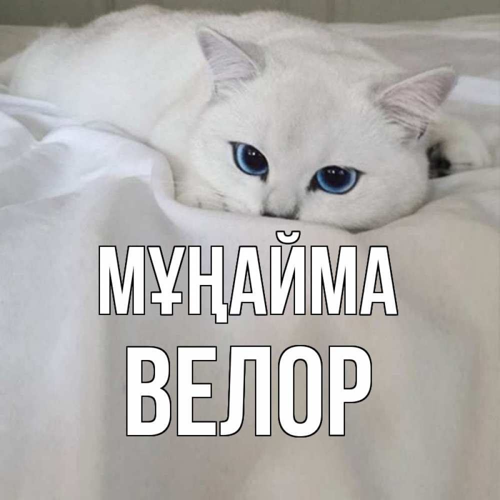 Күн сайын ашық хат с именем, Велор Мұңайма белый кот с голубыми глазами на белоснежной кровати Онлайн тегін жүктеп алу тілектері бар керемет карта 