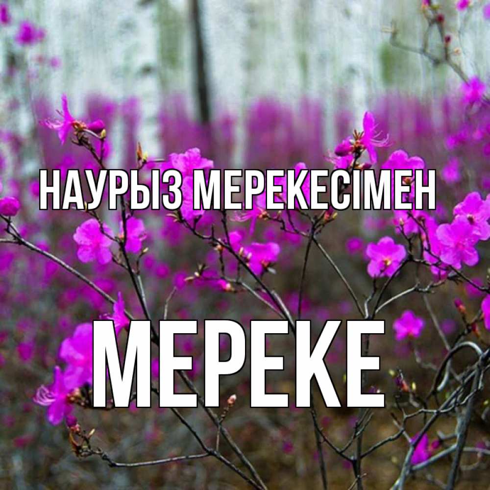 Күн сайын ашық хат с именем, МЕРЕКЕ Наурыз мерекесімен дикие цветы Онлайн тегін жүктеп алу тілектері бар керемет карта 