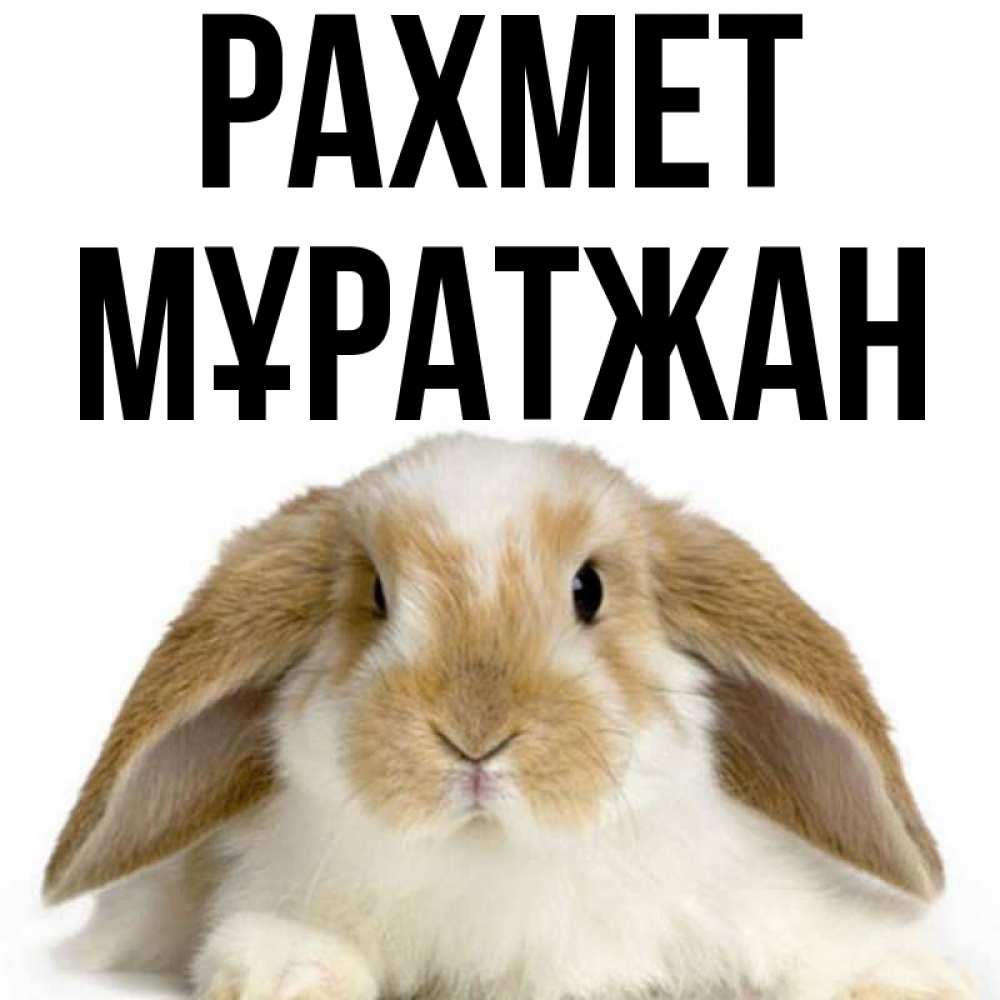 Күн сайын ашық хат с именем, Мұратжан рахмет коричнево белый заяц Онлайн тегін жүктеп алу тілектері бар керемет карта 