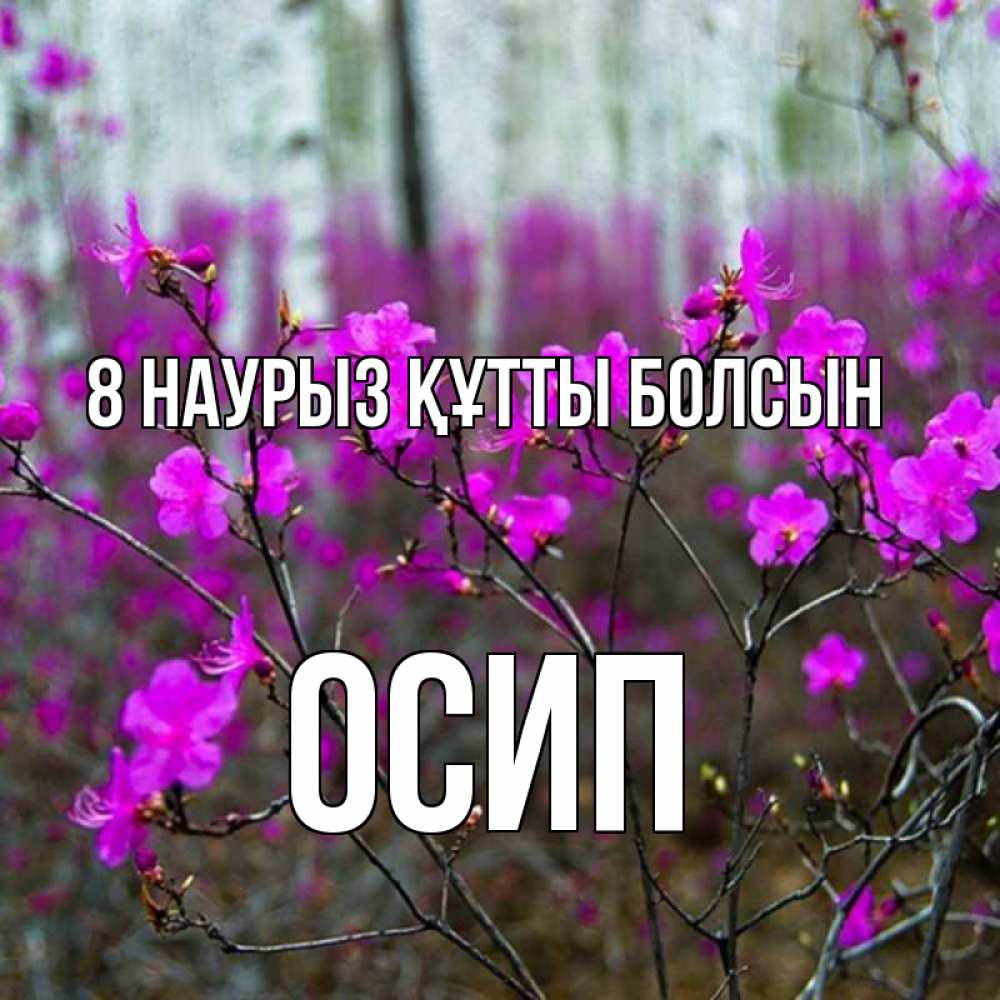 Күн сайын ашық хат с именем, Осип 8 наурыз құтты болсын дикие цветы Онлайн тегін жүктеп алу тілектері бар керемет карта 