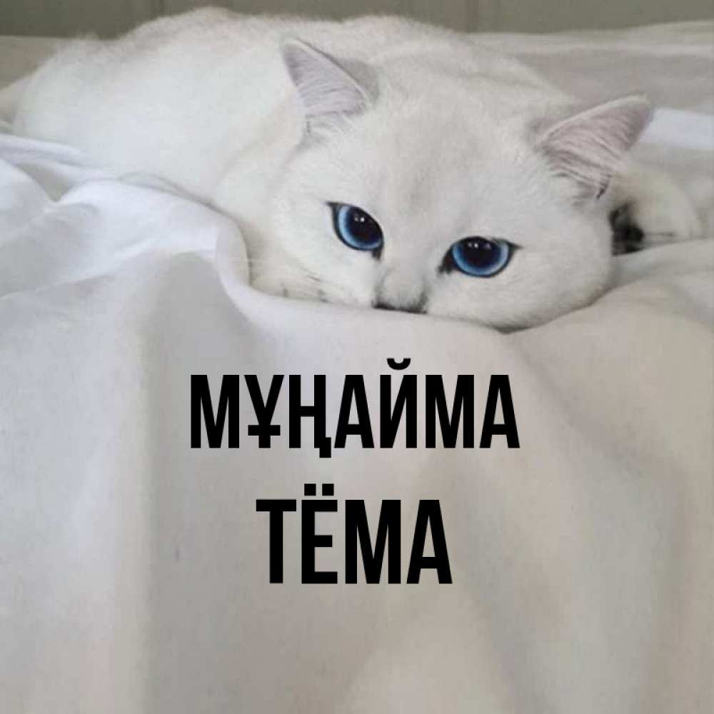 Күн сайын ашық хат с именем, Тёма Мұңайма Голубоглазая кошка Онлайн тегін жүктеп алу тілектері бар керемет карта 
