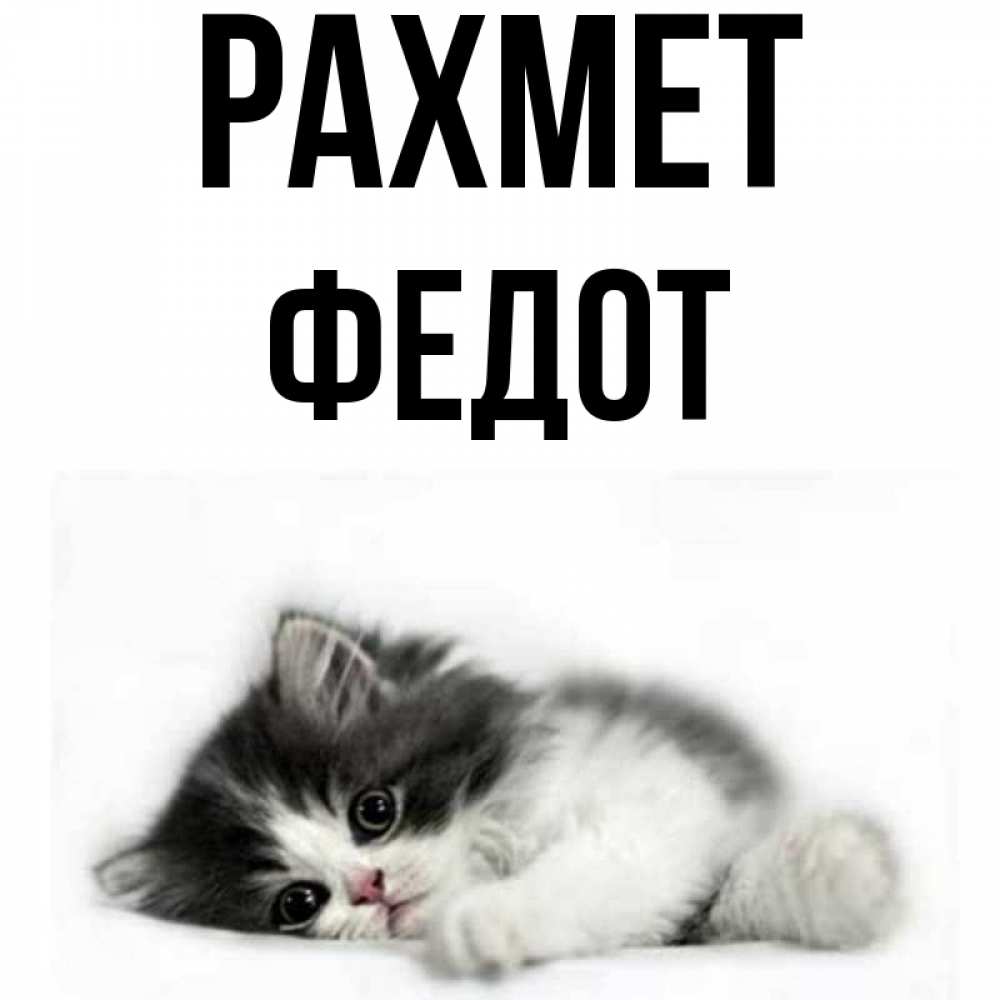Күн сайын ашық хат с именем, Федот рахмет черный и белый кот Онлайн тегін жүктеп алу тілектері бар керемет карта 