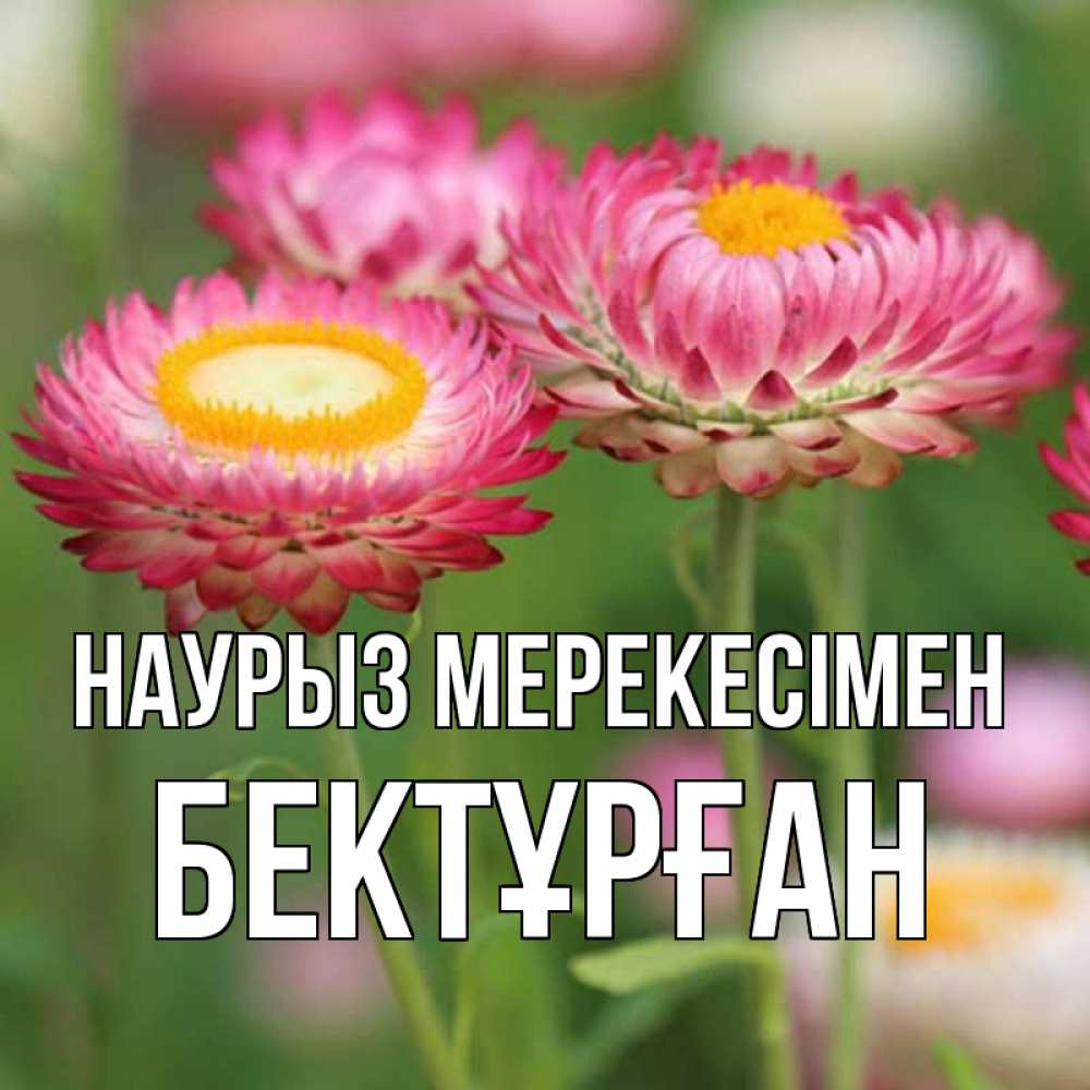 Күн сайын ашық хат с именем, Бектұрған Наурыз мерекесімен подарок на международный женский день Онлайн тегін жүктеп алу тілектері бар керемет карта 