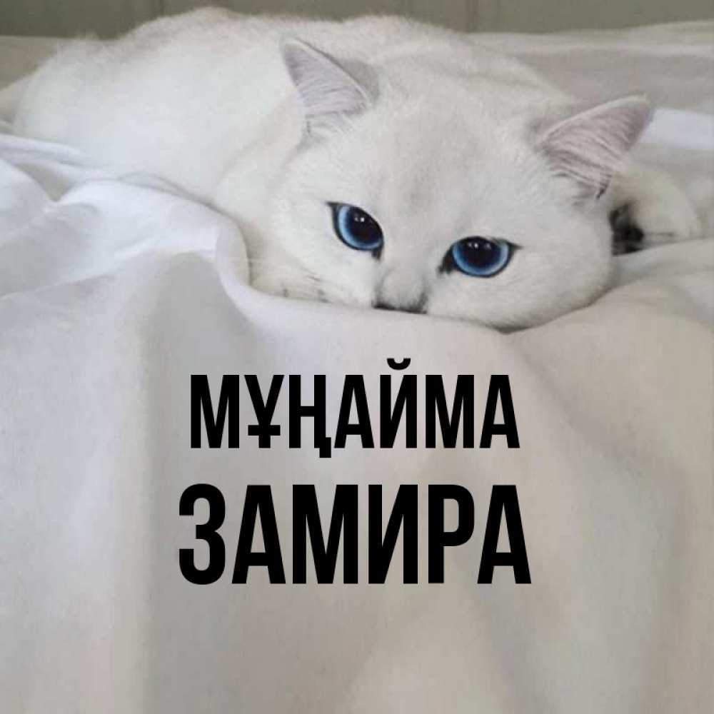 Күн сайын ашық хат с именем, ЗАМИРА Мұңайма Голубоглазая кошка Онлайн тегін жүктеп алу тілектері бар керемет карта 
