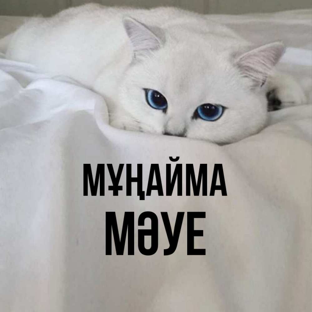 Күн сайын ашық хат с именем, МӘУЕ Мұңайма Голубоглазая кошка Онлайн тегін жүктеп алу тілектері бар керемет карта 
