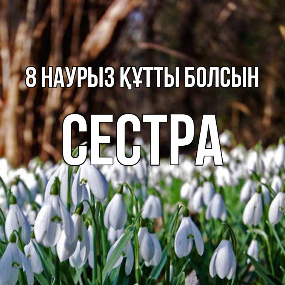 Күн сайын ашық хат с именем, Сестра 8 наурыз құтты болсын с подснежниками 1 Онлайн тегін жүктеп алу тілектері бар керемет карта 