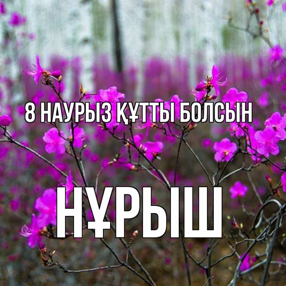 Күн сайын ашық хат с именем, Нұрыш 8 наурыз құтты болсын дикие цветы Онлайн тегін жүктеп алу тілектері бар керемет карта 