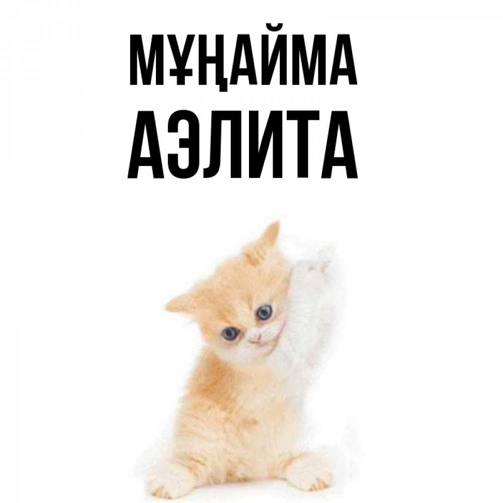 Күн сайын ашық хат с именем, Аэлита Мұңайма просящий кот Онлайн тегін жүктеп алу тілектері бар керемет карта 