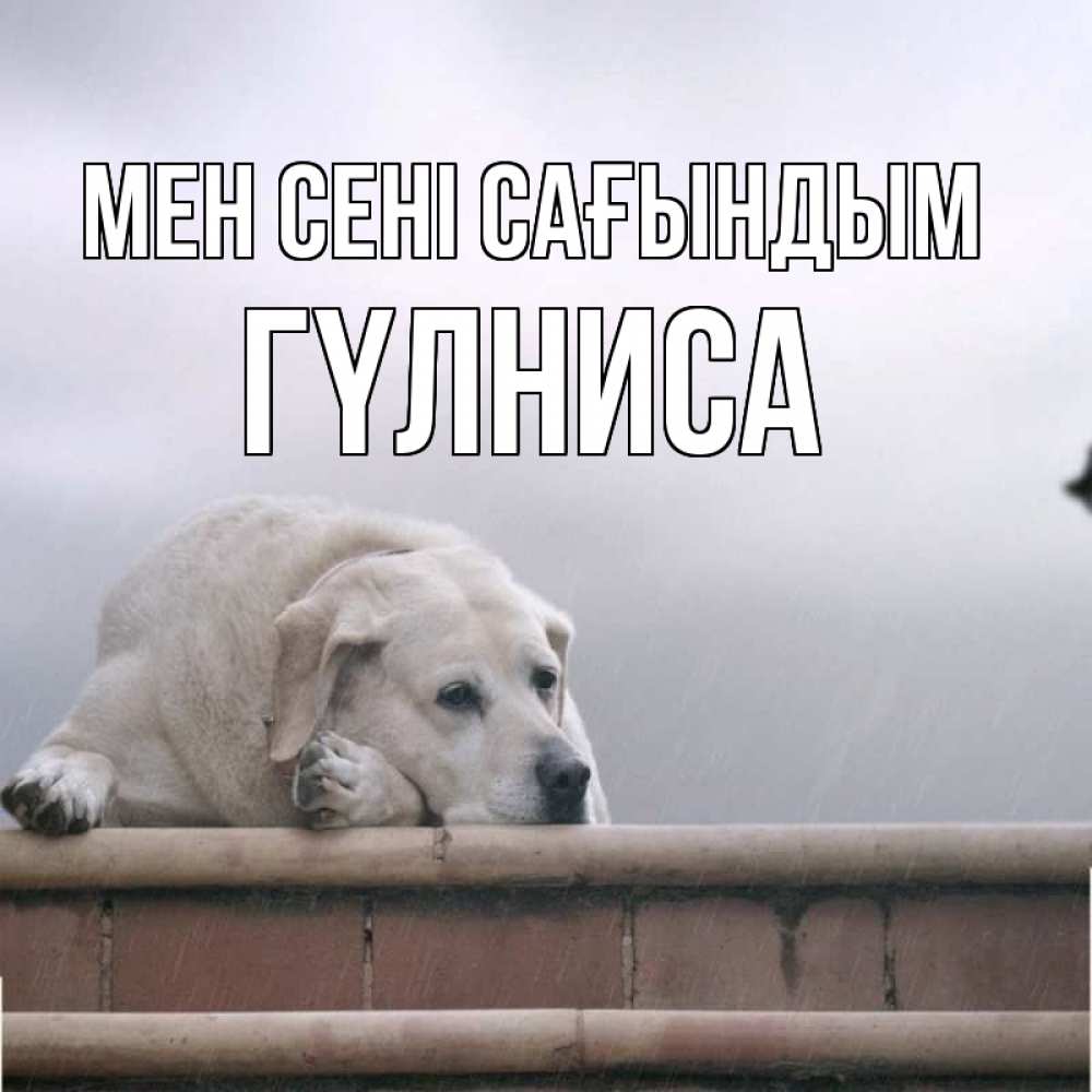 Күн сайын ашық хат с именем, ГҮЛНИСА Мен сені сағындым ждет Онлайн тегін жүктеп алу тілектері бар керемет карта 