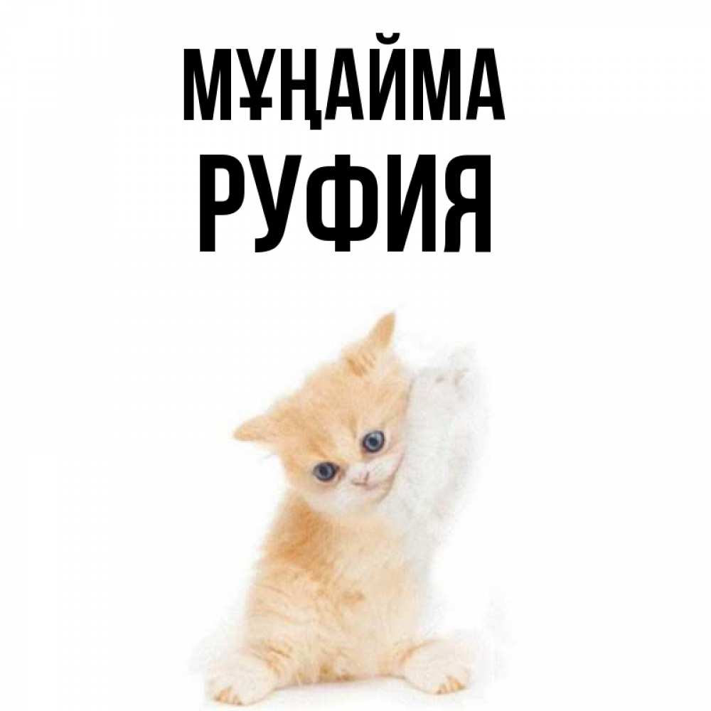 Күн сайын ашық хат с именем, РУФИЯ Мұңайма просящий кот Онлайн тегін жүктеп алу тілектері бар керемет карта 