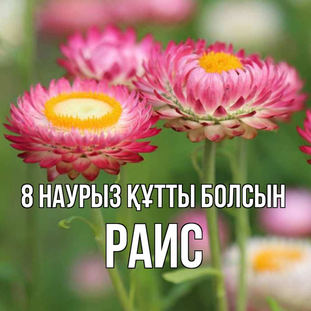 Күн сайын ашық хат с именем, Раис 8 наурыз құтты болсын подарок на международный женский день Онлайн тегін жүктеп алу тілектері бар керемет карта 