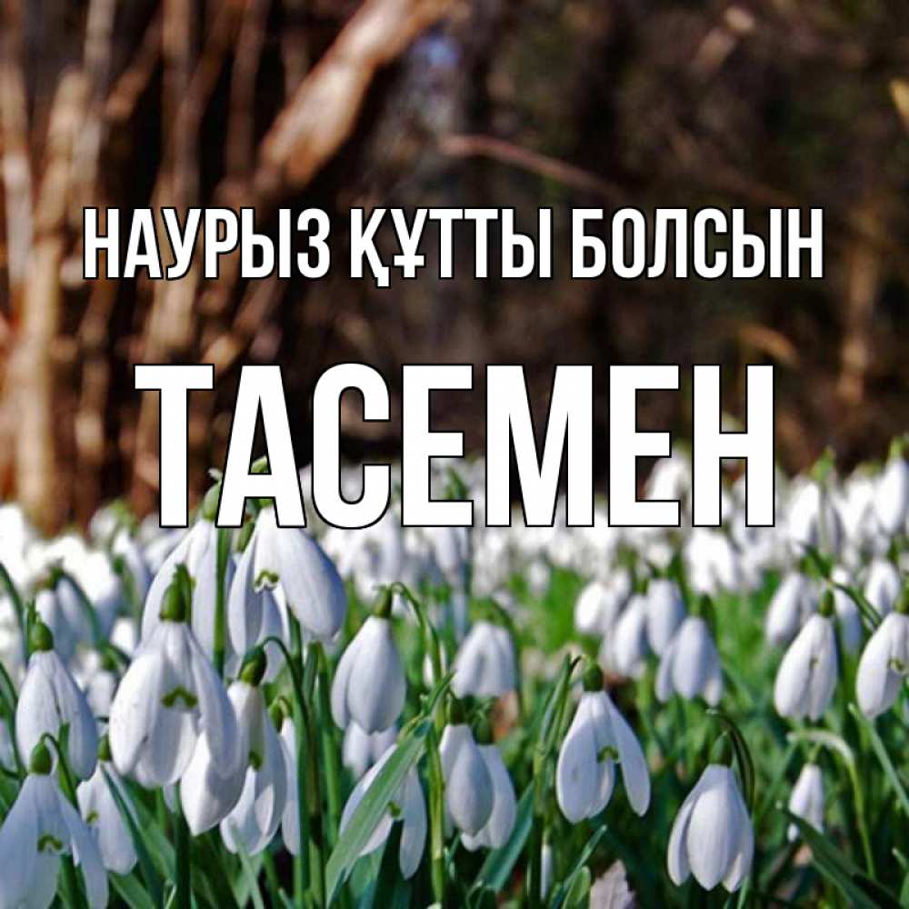 Күн сайын ашық хат с именем, ТАСЕМЕН Наурыз құтты болсын с подснежниками 1 Онлайн тегін жүктеп алу тілектері бар керемет карта 