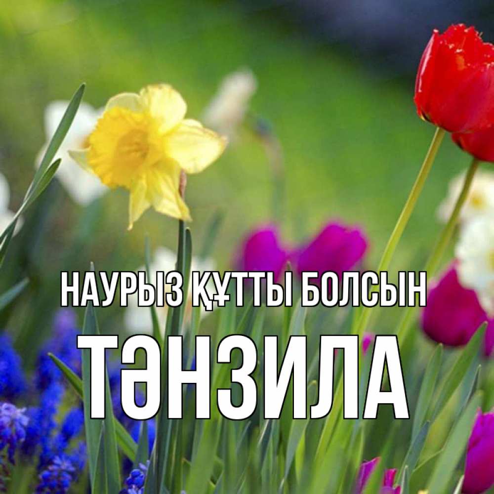 Күн сайын ашық хат с именем, ТӘНЗИЛА Наурыз құтты болсын наурыз  3 открытки Онлайн тегін жүктеп алу тілектері бар керемет карта 