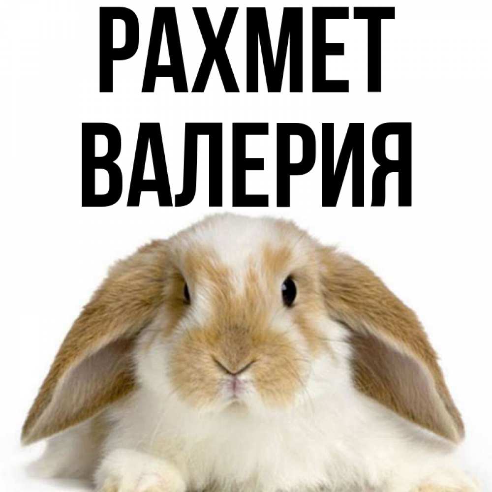Күн сайын ашық хат с именем, Валерия рахмет коричнево белый заяц Онлайн тегін жүктеп алу тілектері бар керемет карта 