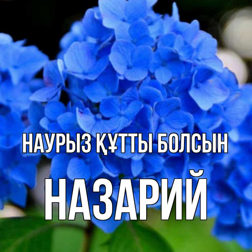 Күн сайын ашық хат с именем, Назарий Наурыз құтты болсын синие цветы Онлайн тегін жүктеп алу тілектері бар керемет карта 