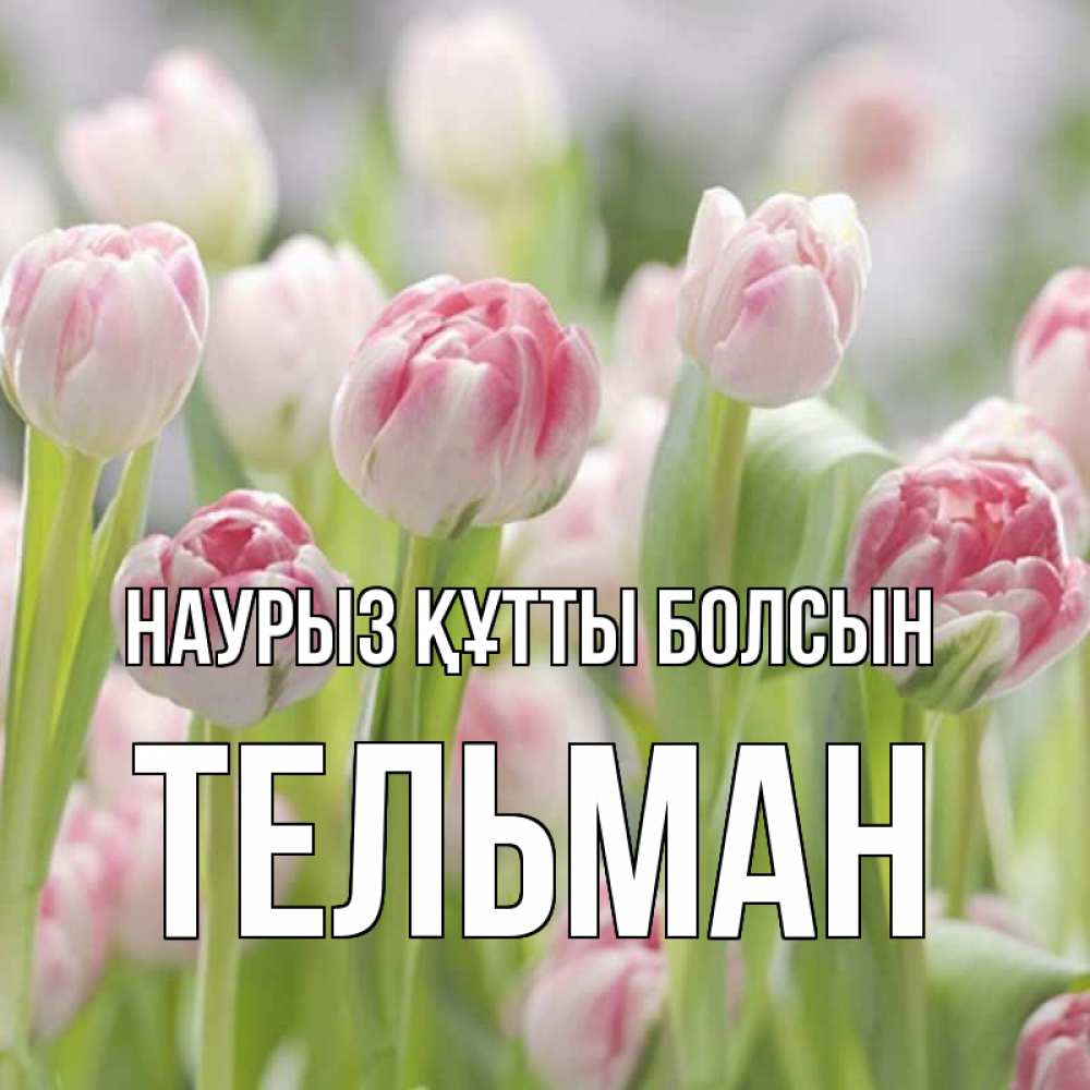 Күн сайын ашық хат с именем, Тельман Наурыз құтты болсын цветы Онлайн тегін жүктеп алу тілектері бар керемет карта 
