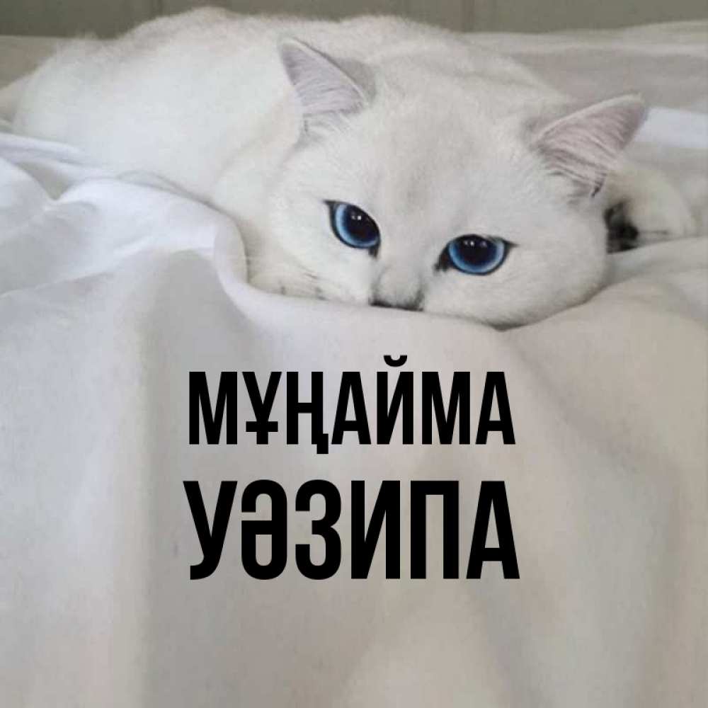 Күн сайын ашық хат с именем, УӘЗИПА Мұңайма Голубоглазая кошка Онлайн тегін жүктеп алу тілектері бар керемет карта 