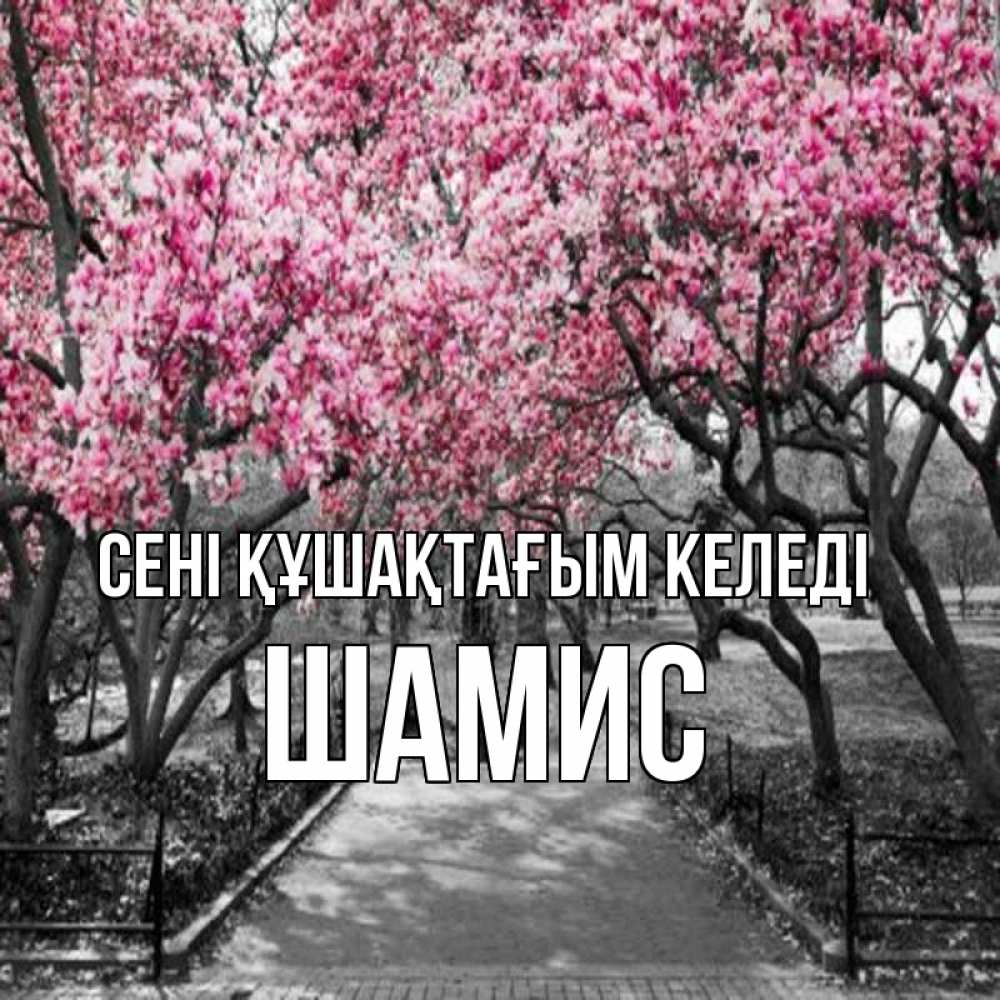 Күн сайын ашық хат с именем, ШАМИС сені құшақтағым келеді обработанное фото Онлайн тегін жүктеп алу тілектері бар керемет карта 