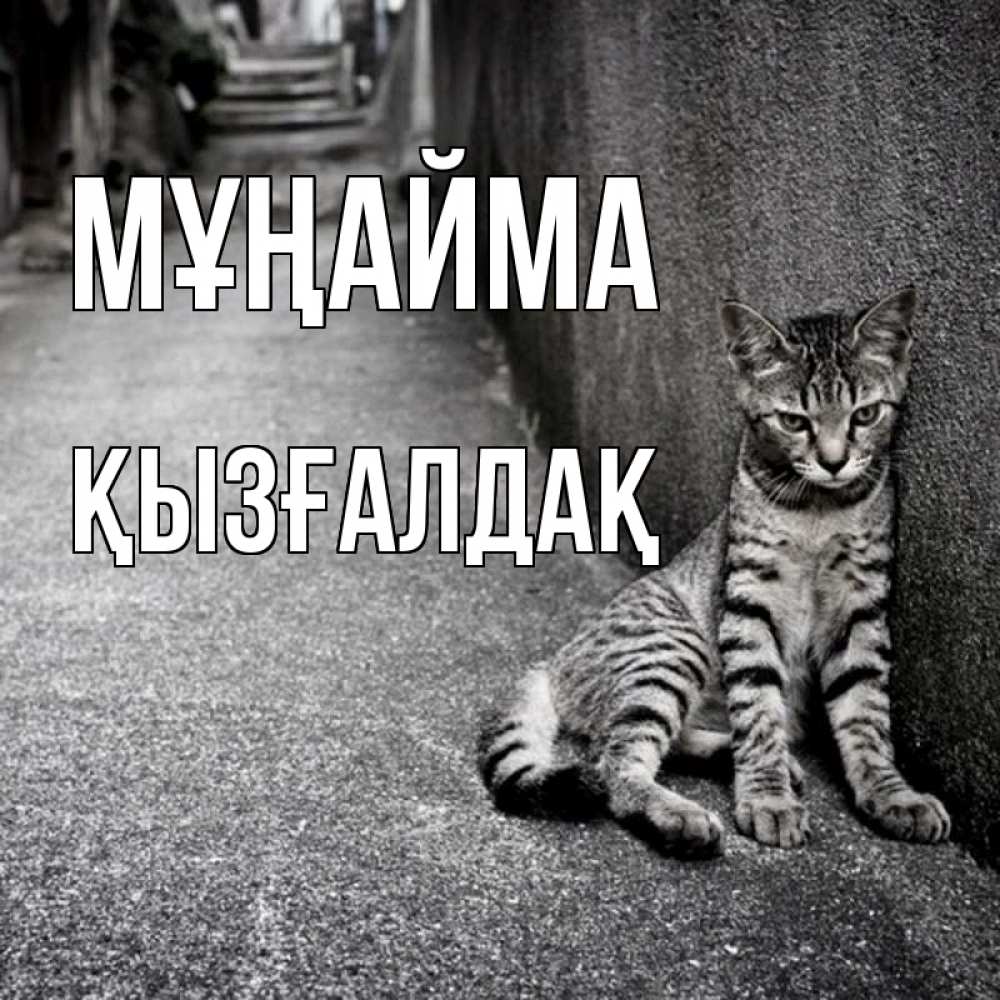 Күн сайын ашық хат с именем, ҚЫЗҒАЛДАҚ Мұңайма скучающий котик Онлайн тегін жүктеп алу тілектері бар керемет карта 