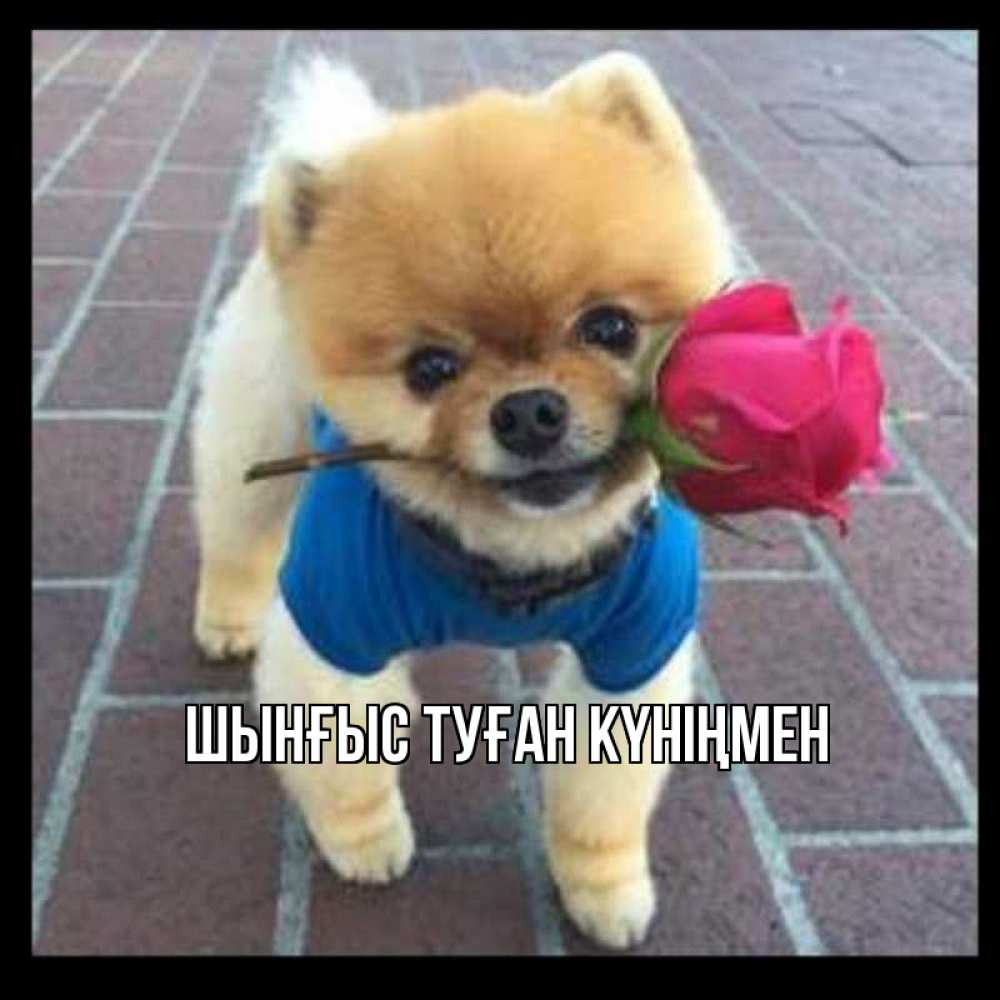 Картинка  с именем , ШЫНҒЫС! ТУҒАН КҮНІҢМЕН!