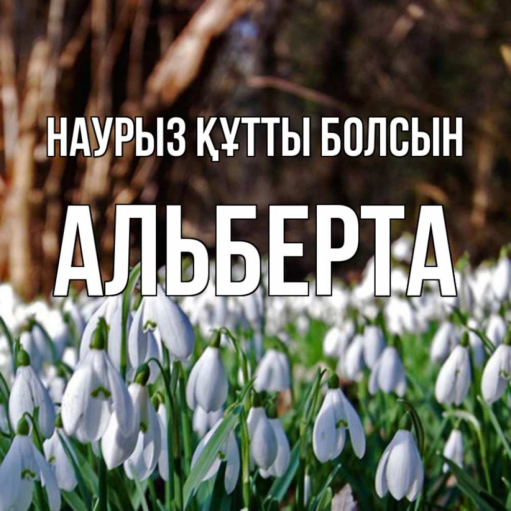 Күн сайын ашық хат с именем, Альберта Наурыз құтты болсын с подснежниками 1 Онлайн тегін жүктеп алу тілектері бар керемет карта 