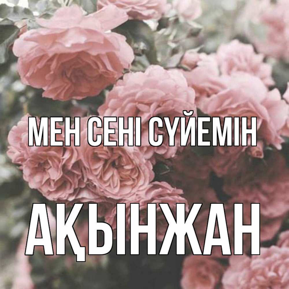 Күн сайын ашық хат с именем, Ақынжан Мен сені сүйемін розы 3 Онлайн тегін жүктеп алу тілектері бар керемет карта 