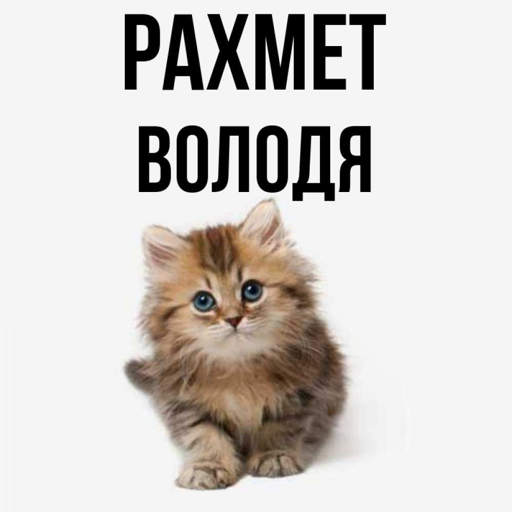 Күн сайын ашық хат с именем, Володя рахмет пушистый котик Онлайн тегін жүктеп алу тілектері бар керемет карта 
