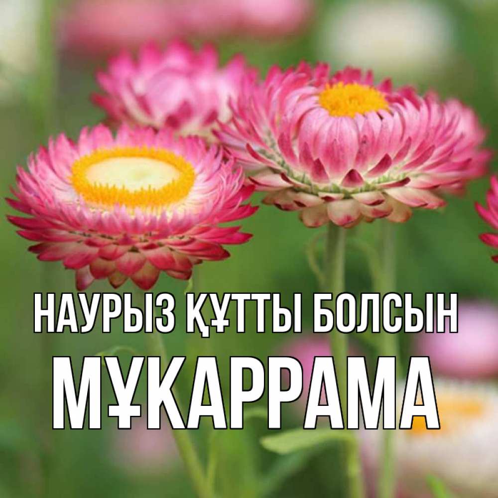 Күн сайын ашық хат с именем, МҰКАРРАМА Наурыз құтты болсын подарок на международный женский день Онлайн тегін жүктеп алу тілектері бар керемет карта 