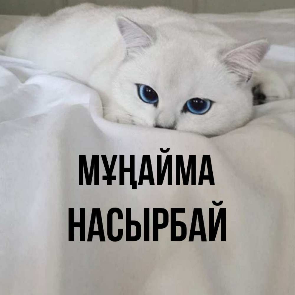 Күн сайын ашық хат с именем, Насырбай Мұңайма Голубоглазая кошка Онлайн тегін жүктеп алу тілектері бар керемет карта 