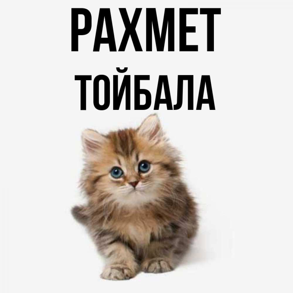 Күн сайын ашық хат с именем, ТОЙБАЛА рахмет пушистый котик Онлайн тегін жүктеп алу тілектері бар керемет карта 