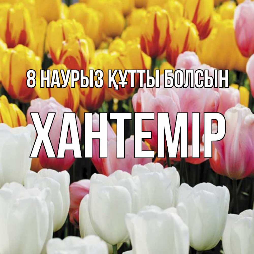 Күн сайын ашық хат с именем, ХАНТЕМІР 8 наурыз құтты болсын разноцветные цветы Онлайн тегін жүктеп алу тілектері бар керемет карта 