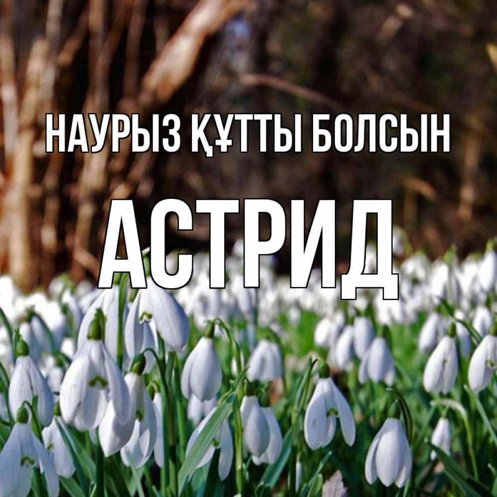 Күн сайын ашық хат с именем, Астрид Наурыз құтты болсын с подснежниками 1 Онлайн тегін жүктеп алу тілектері бар керемет карта 