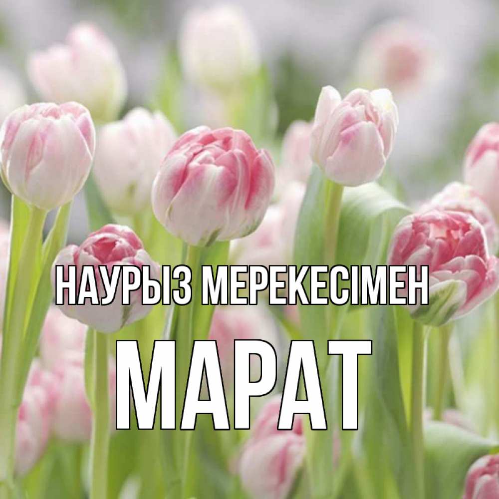 Күн сайын ашық хат с именем, МАРАТ Наурыз мерекесімен цветы Онлайн тегін жүктеп алу тілектері бар керемет карта 