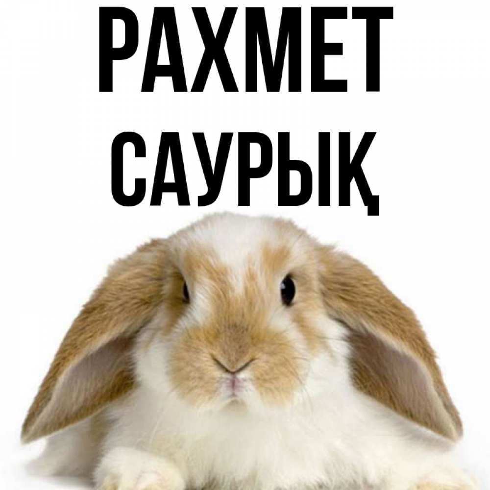 Күн сайын ашық хат с именем, САУРЫҚ рахмет коричнево белый заяц Онлайн тегін жүктеп алу тілектері бар керемет карта 