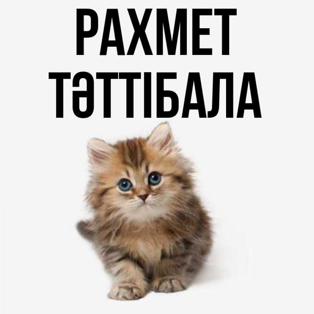 Күн сайын ашық хат с именем, ТӘТТІБАЛА рахмет пушистый котик Онлайн тегін жүктеп алу тілектері бар керемет карта 