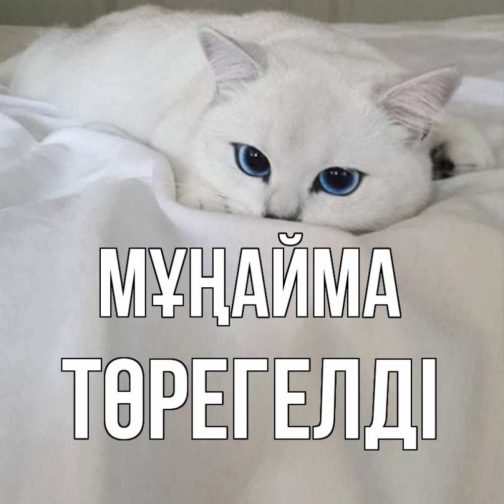 Күн сайын ашық хат с именем, Төрегелді Мұңайма белый кот с голубыми глазами на белоснежной кровати Онлайн тегін жүктеп алу тілектері бар керемет карта 