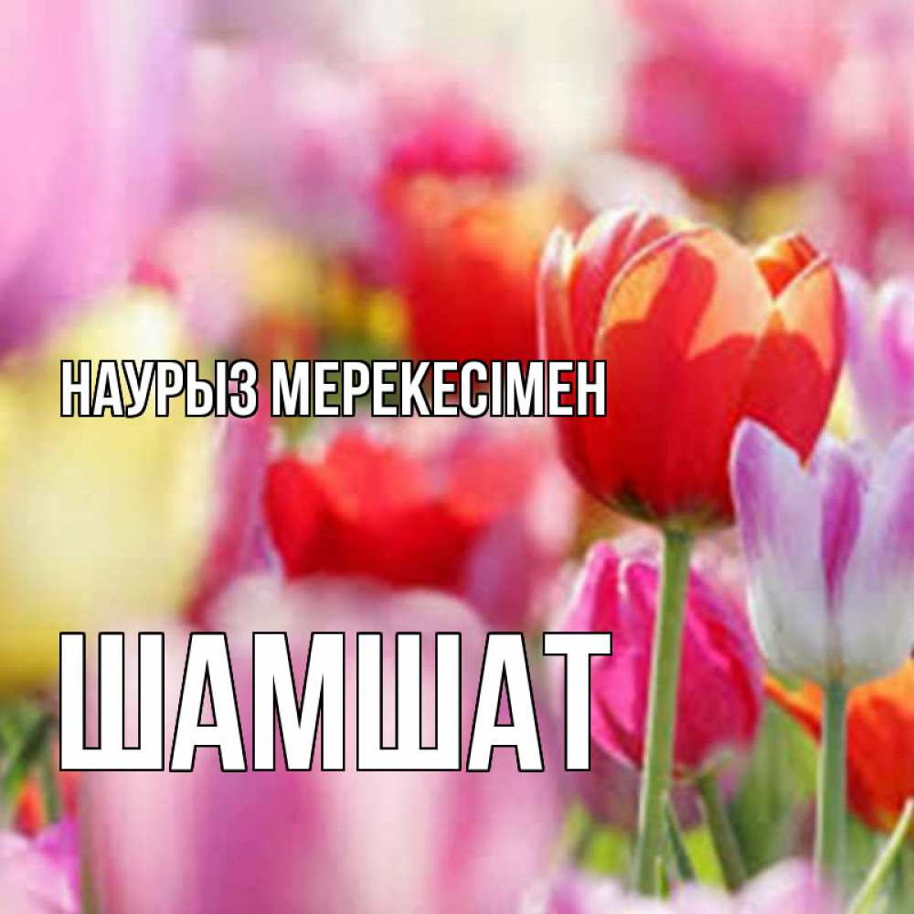 Күн сайын ашық хат с именем, ШАМШАТ Наурыз мерекесімен праздник весны наурыз 67 Онлайн тегін жүктеп алу тілектері бар керемет карта 