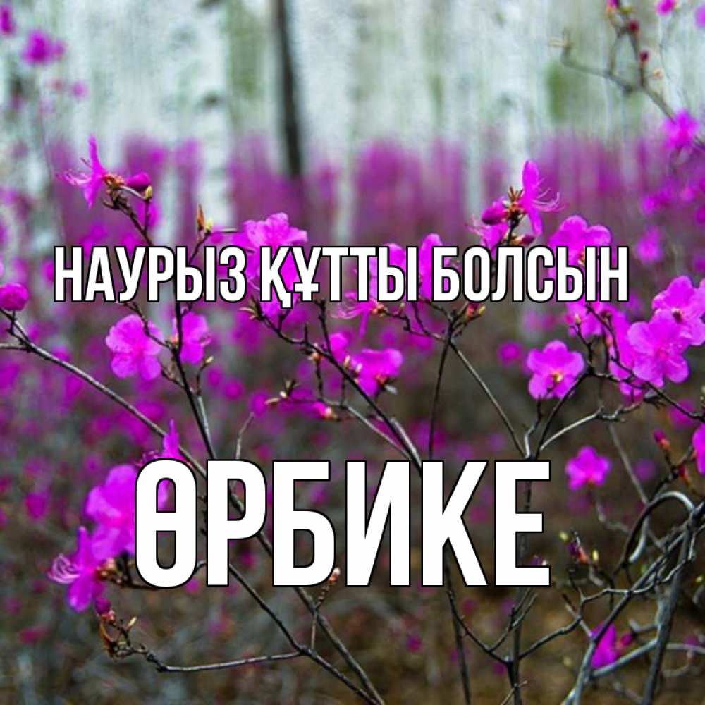 Күн сайын ашық хат с именем, ӨРБИКЕ Наурыз құтты болсын дикие цветы Онлайн тегін жүктеп алу тілектері бар керемет карта 
