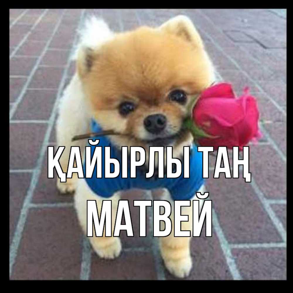 Күн сайын ашық хат с именем, Матвей Қайырлы таң роза в зубах Онлайн тегін жүктеп алу тілектері бар керемет карта 