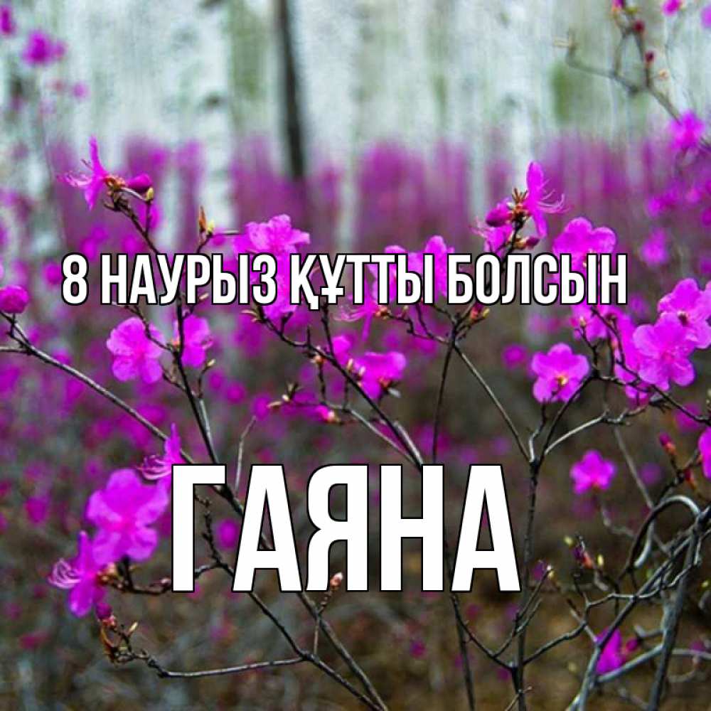 Күн сайын ашық хат с именем, ГАЯНА 8 наурыз құтты болсын дикие цветы Онлайн тегін жүктеп алу тілектері бар керемет карта 
