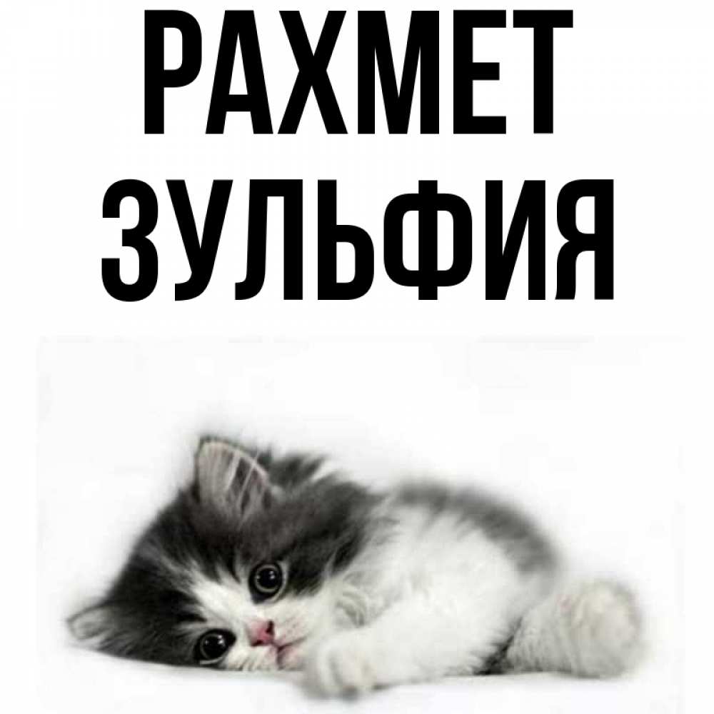 Күн сайын ашық хат с именем, Зульфия рахмет черный и белый кот Онлайн тегін жүктеп алу тілектері бар керемет карта 