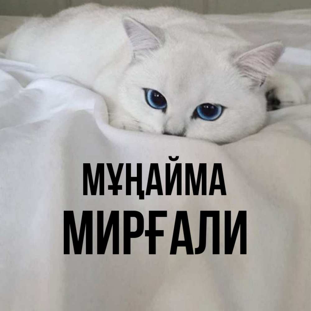 Күн сайын ашық хат с именем, МИРҒАЛИ Мұңайма Голубоглазая кошка Онлайн тегін жүктеп алу тілектері бар керемет карта 