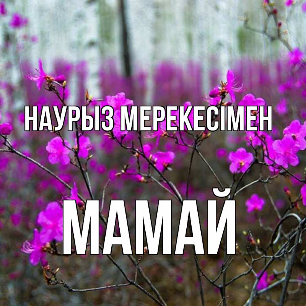 Күн сайын ашық хат с именем, Мамай Наурыз мерекесімен дикие цветы Онлайн тегін жүктеп алу тілектері бар керемет карта 