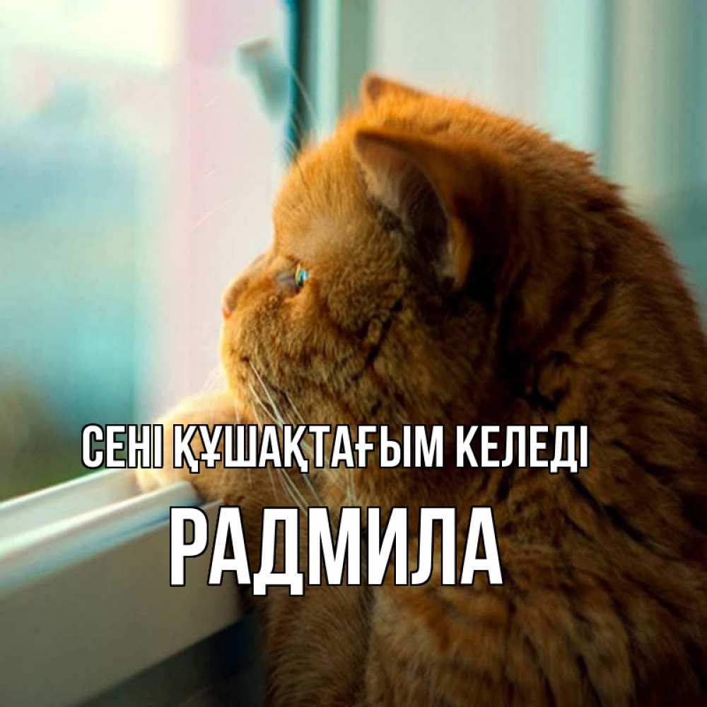 Күн сайын ашық хат с именем, Радмила сені құшақтағым келеді большой огромный рыжий котяра Онлайн тегін жүктеп алу тілектері бар керемет карта 